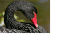 Black Swan.png