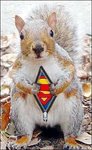 SuperSquirrel.jpg