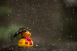 duck-in-rain.png