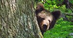 Bear-peek.jpg