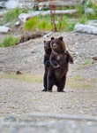 2bears.jpg