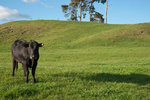 lone-black-cow.jpg