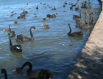 Black_Swans_Canberra.jpg