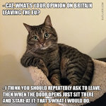 brexit-cat.jpg