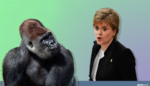 nicola_gorilla_comp.png