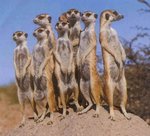 Meerkat_group_2.jpg