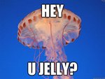 Jelly.jpeg