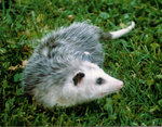 Possum.jpg