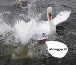 THESWAN.jpg