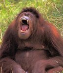 20050415orangutan_yawn.jpg