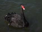 Black_swan_rdg.jpg