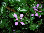 lamium maculatum 1.JPG