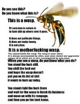 wasp.jpg