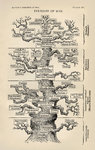 Tree_of_life_by_Haeckel.jpg