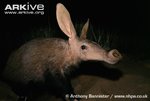 Aardvark-showing-head-detail.jpg