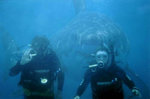 shark-behind-divers.jpg