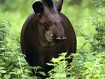 tapir.jpg