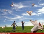 flying pigs.jpg