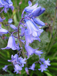 220px-2401_Bluebells.jpg