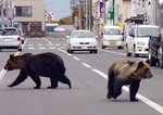 Bear streets.jpg