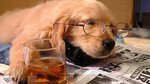 dog-reading-newspaper.jpg