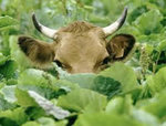 cow2011.jpg