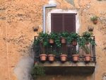 stock-footage-flower-pot-on-a-balcony.jpg