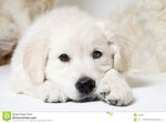 sweet-puppy-672863.jpg