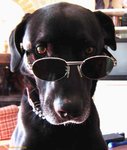 Dog-with-Eye-Glasses-1.jpeg