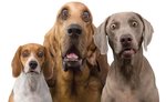 surprised-dogs1.jpg