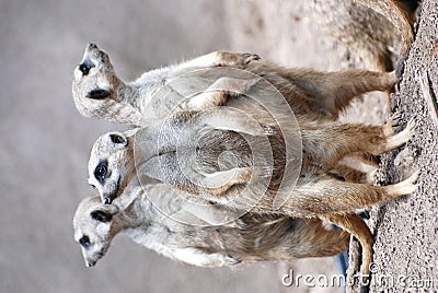three-meerkats-16881025.jpg
